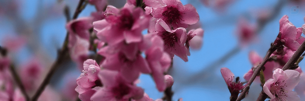 ‌محمود قشنگی‌'s header picture