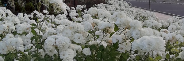 ‌mirsa hami‌'s header picture