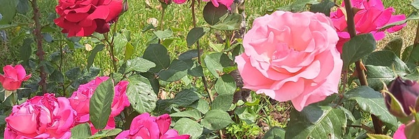 ‌Fa Niazi‌'s header picture