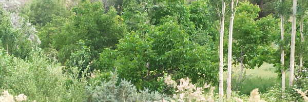 ‌نرگس‌'s header picture