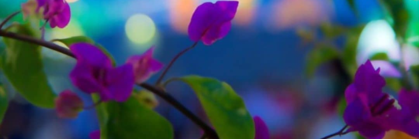 ‌سید علی حسینی‌'s header picture