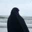 Profile picture of ‌Moazzen‌