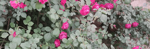 ‌خدیجه فرخی نژاد‌'s header picture