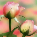 Profile picture of ‌زهره امانی‌