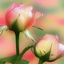 Profile picture of ‌زهره امانی‌