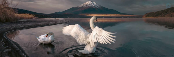 ‌وِنوس🤍🦢‌'s header picture