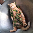 Profile picture of ‌meow‌