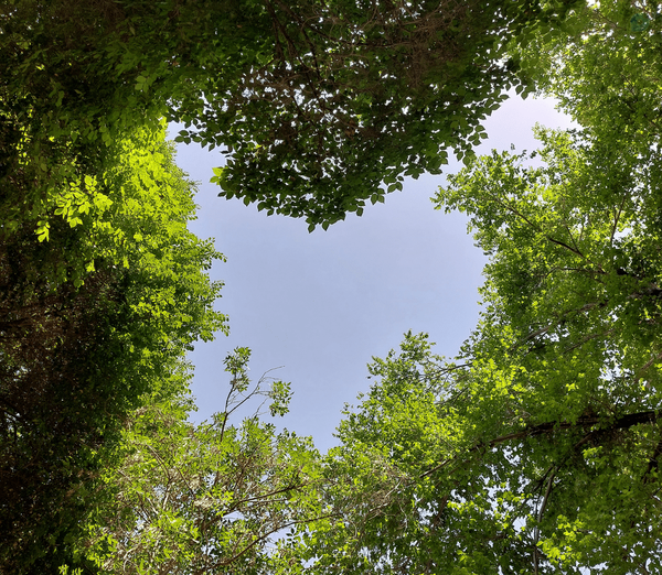 سبز بودن هنر است ؛
هنرِ امیدواری ...🌿💚