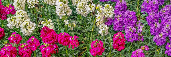 ‌فاطمهـ🌸‌'s header picture