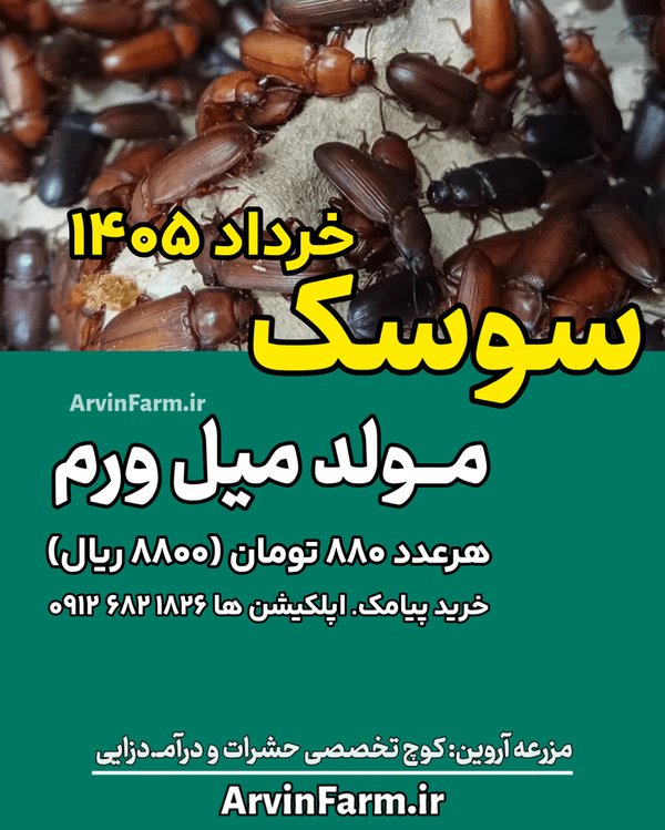 قیمت سوسک مولد میلورم خرداد ماه ۱۴۰۵-۱۴۰۶ آموزش پرورش سوسک مولد ارسال سراسر کشور
مزرعه آروین : سوسک مولد تغذیه سوسک اموزش سوسک