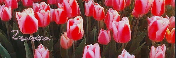 ‌JA Zamanian‌'s header picture