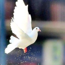 Profile picture of ‌سیدحسین...‌