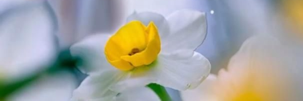 ‌سیدمحمدعلی صمدانی‌'s header picture