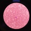 Profile picture of ‌Mrm Hsn‌