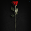 Profile picture of ‌Ahmadreza‌