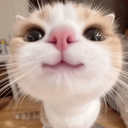 Profile picture of ‌Kitten‌
