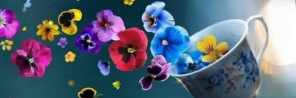 ‌سنجاقک آبی‌'s header picture