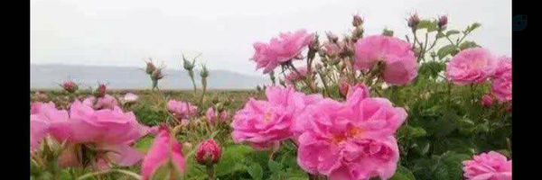 ‌ایستاده‌ به پای سرو‌'s header picture
