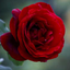 Profile picture of ‌A. S Askari‌