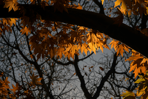 زیبایی های پاییزی (عکس مصطفی معراجی)