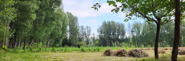 ‌امین شکری‌'s header picture