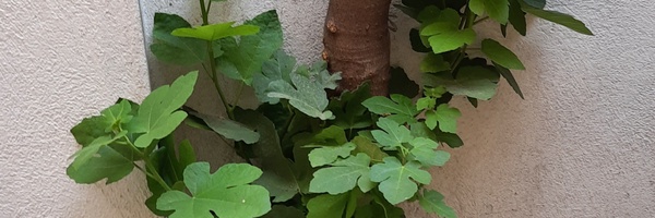 ‌وَالضُّحَی 🌱‌'s header picture