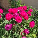 Profile picture of ‌رضا شکوهی‌