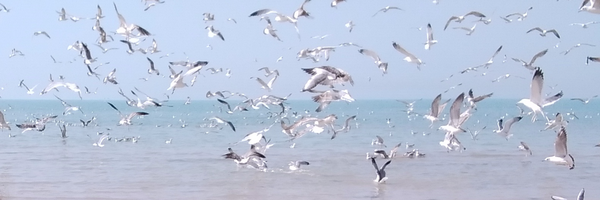 ‌آمنه غلام زاده‌'s header picture