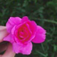 Profile picture of ‌م. علی پور‌