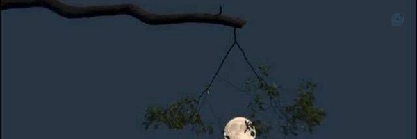 ‌ali.‌'s header picture