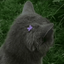 Profile picture of ‌وِلاء‌