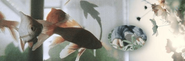 ‌دخترک سبز🐸🌱‌'s header picture