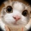 Profile picture of ‌مونا‌