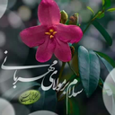 Profile picture of ‌محمدعلی صادقیان‌