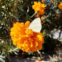 Profile picture of ‌معصومه جباری‌