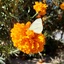 Profile picture of ‌معصومه جباری‌