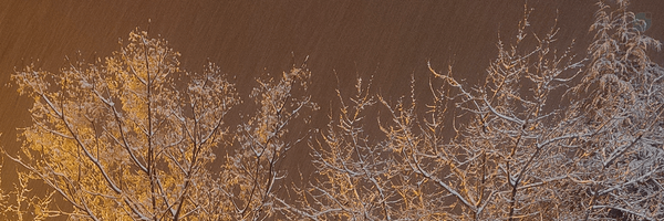 ‌Of‌'s header picture