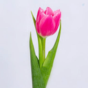 Profile picture of ‌خانم ذوالانوار  🇮🇷‌