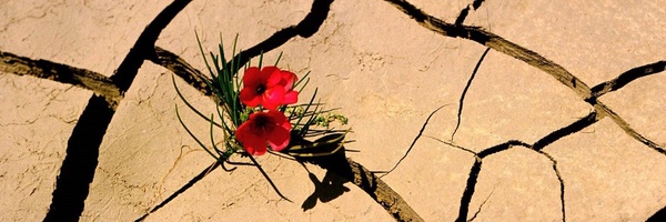 ‌محمّد عبداللهی‌'s header picture
