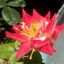 Profile picture of ‌ابوالفضل رضایی‌