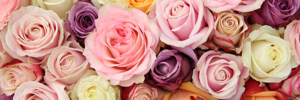 ‌شوخ و شنگ‌'s header picture
