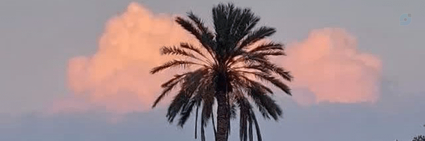 ‌دختر شینا 🌹‌'s header picture