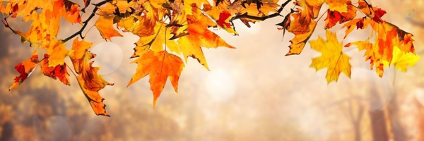 ‌فرزند پاییز‌'s header picture