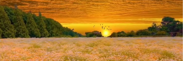 ‌خانوم بزرگ‌'s header picture