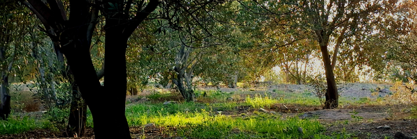 ‌عباس روزبهانی‌'s header picture