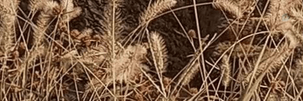 ‌arian‌'s header picture