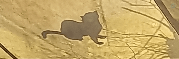 ‌پویا داودی‌'s header picture