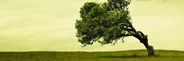 ‌پارسا‌'s header picture