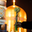 Profile picture of ‌Munireh Khosravi‌