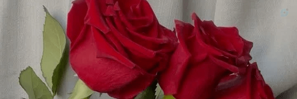 ‌آبانماهی هستم🌹🌹‌'s header picture